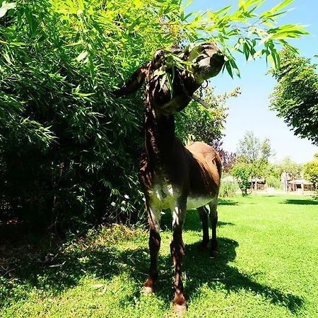 Locanda Dell'asino D'oro *