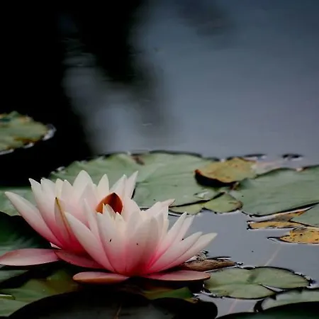 Locanda Dell'asino D'oro Farm stay