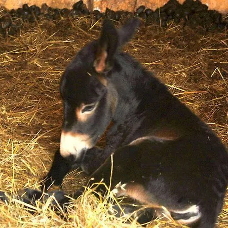 Locanda Dell'asino D'oro * Sulmona