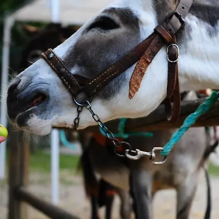 Locanda Dell'asino D'oro *