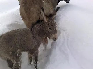Locanda Dell'asino D'oro