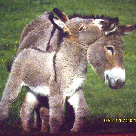 Gospodarstwo agroturystyczne Locanda Dell'asino D'oro