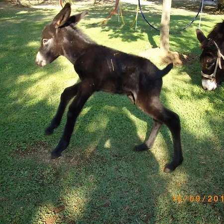 Locanda Dell'asino D'oro Sulmona