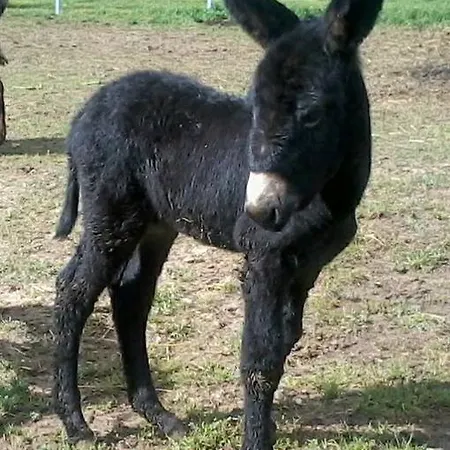 Locanda Dell'asino D'oro Gospodarstwo agroturystyczne