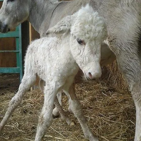 Locanda Dell'asino D'oro Farm stay *