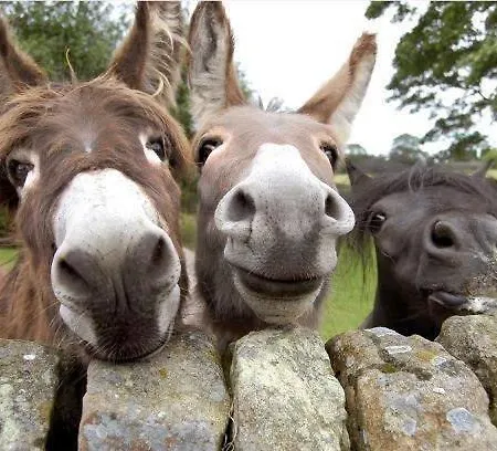 Locanda Dell'asino D'oro Farm stay *