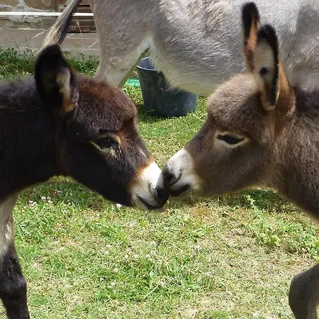 Locanda Dell'asino D'oro * Sulmona