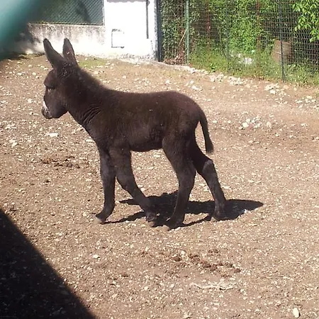 Locanda Dell'asino D'oro *