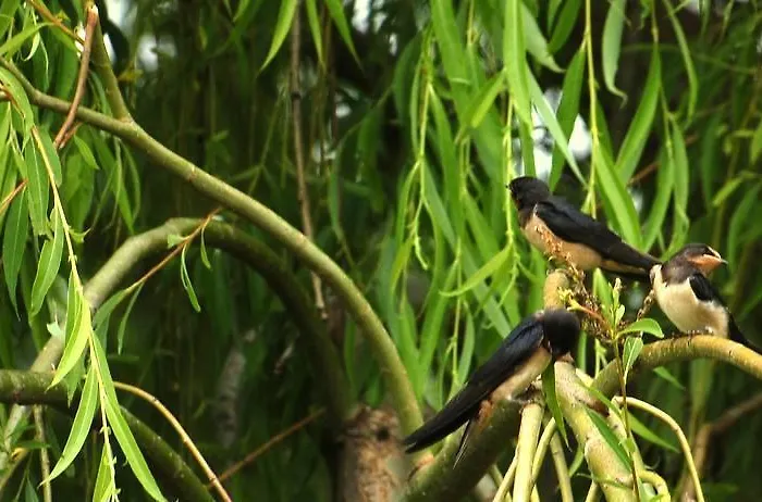 Locanda Dell'asino D'oro *