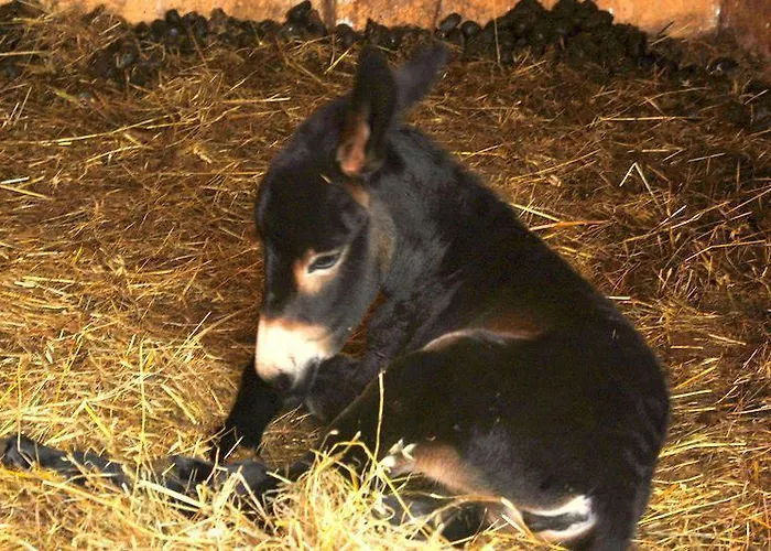 Locanda Dell'asino D'oro * Sulmona