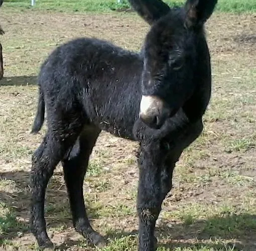 Locanda Dell'asino D'oro Agroturismo