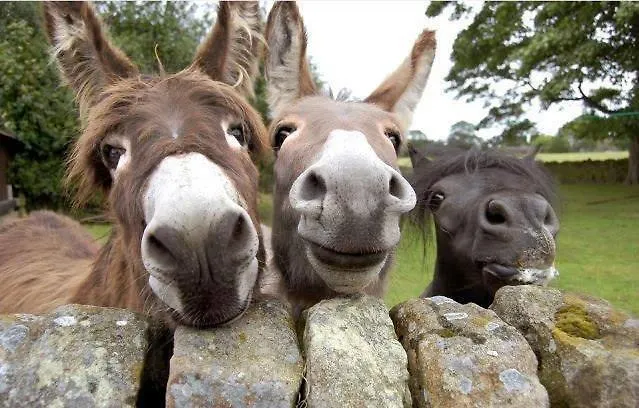 Locanda Dell'asino D'oro Agroturismo *