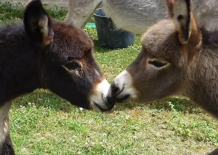 Locanda Dell'asino D'oro * Sulmona