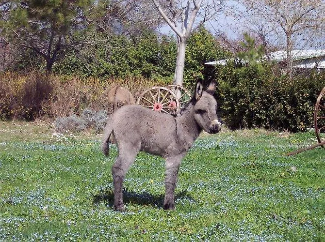 Locanda Dell'asino D'oro Agroturismo Sulmona