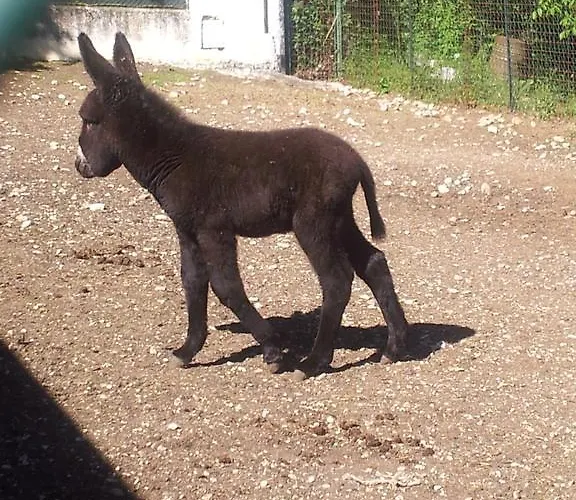 Locanda Dell'asino D'oro *